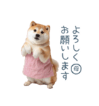 実写の母しば犬【連絡・家族】（個別スタンプ：23）