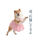 実写の母しば犬【連絡・家族】（個別スタンプ：24）