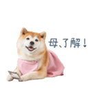 実写の母しば犬【連絡・家族】（個別スタンプ：25）