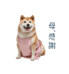 実写の母しば犬【連絡・家族】（個別スタンプ：26）