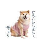 実写の母しば犬【連絡・家族】（個別スタンプ：27）