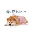実写の母しば犬【連絡・家族】（個別スタンプ：28）