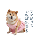 実写の母しば犬【連絡・家族】（個別スタンプ：29）