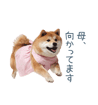 実写の母しば犬【連絡・家族】（個別スタンプ：30）