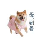 実写の母しば犬【連絡・家族】（個別スタンプ：31）