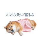 実写の母しば犬【連絡・家族】（個別スタンプ：32）