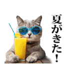 夏☆にゃんこ（個別スタンプ：1）