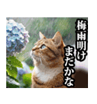 夏☆にゃんこ（個別スタンプ：15）
