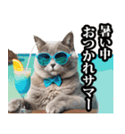 夏☆にゃんこ（個別スタンプ：23）