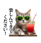夏☆にゃんこ（個別スタンプ：31）