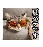 夏☆にゃんこ（個別スタンプ：40）
