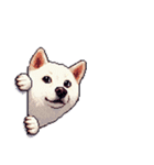 無言で伝える白柴 リアクション（個別スタンプ：1）