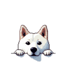 無言で伝える白柴 リアクション（個別スタンプ：3）