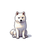 無言で伝える白柴 リアクション（個別スタンプ：15）