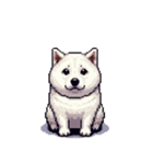 無言で伝える白柴 リアクション（個別スタンプ：19）