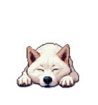 無言で伝える白柴 リアクション（個別スタンプ：21）