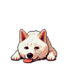 無言で伝える白柴 リアクション（個別スタンプ：22）