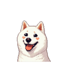無言で伝える白柴 リアクション（個別スタンプ：31）