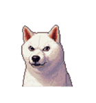 無言で伝える白柴 リアクション（個別スタンプ：39）
