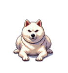 無言で伝える白柴 リアクション（個別スタンプ：40）