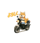 芝犬とバイクの動くスタンプ（個別スタンプ：1）