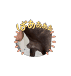 動くマチャド1（個別スタンプ：13）