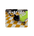 動くマチャド1（個別スタンプ：14）