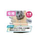 動くハム＆ごま（個別スタンプ：6）