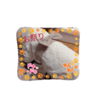 動くスタンプみゃぁ猫ファミリー①（個別スタンプ：7）
