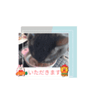 動くスタンプみゃぁ猫ファミリー①（個別スタンプ：8）