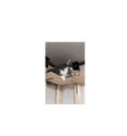 ニャンズ7（個別スタンプ：3）