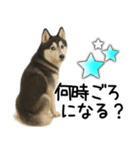 シベリアンハスキー★家族連絡・恋人友人（個別スタンプ：2）