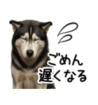 シベリアンハスキー★家族連絡・恋人友人（個別スタンプ：6）