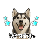 シベリアンハスキー★家族連絡・恋人友人（個別スタンプ：7）