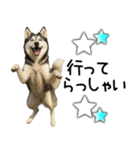 シベリアンハスキー★家族連絡・恋人友人（個別スタンプ：9）