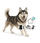 シベリアンハスキー★家族連絡・恋人友人（個別スタンプ：10）