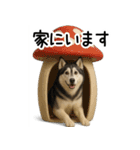 シベリアンハスキー★家族連絡・恋人友人（個別スタンプ：11）