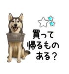 シベリアンハスキー★家族連絡・恋人友人（個別スタンプ：15）