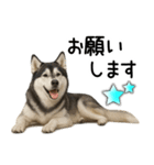 シベリアンハスキー★家族連絡・恋人友人（個別スタンプ：18）