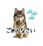 シベリアンハスキー★家族連絡・恋人友人（個別スタンプ：20）