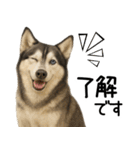 シベリアンハスキー★家族連絡・恋人友人（個別スタンプ：21）