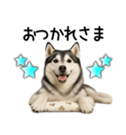 シベリアンハスキー★家族連絡・恋人友人（個別スタンプ：24）