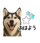 シベリアンハスキー★家族連絡・恋人友人（個別スタンプ：25）