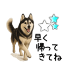 シベリアンハスキー★家族連絡・恋人友人（個別スタンプ：27）