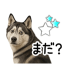 シベリアンハスキー★家族連絡・恋人友人（個別スタンプ：28）