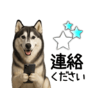 シベリアンハスキー★家族連絡・恋人友人（個別スタンプ：29）