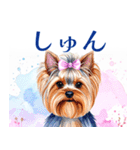 水彩ヨークシャー・テリアスタンプ（個別スタンプ：24）