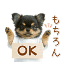 ポジティブな気持ちを伝える☆黒チワワ（個別スタンプ：1）