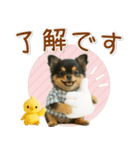 ポジティブな気持ちを伝える☆黒チワワ（個別スタンプ：2）