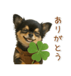 ポジティブな気持ちを伝える☆黒チワワ（個別スタンプ：3）